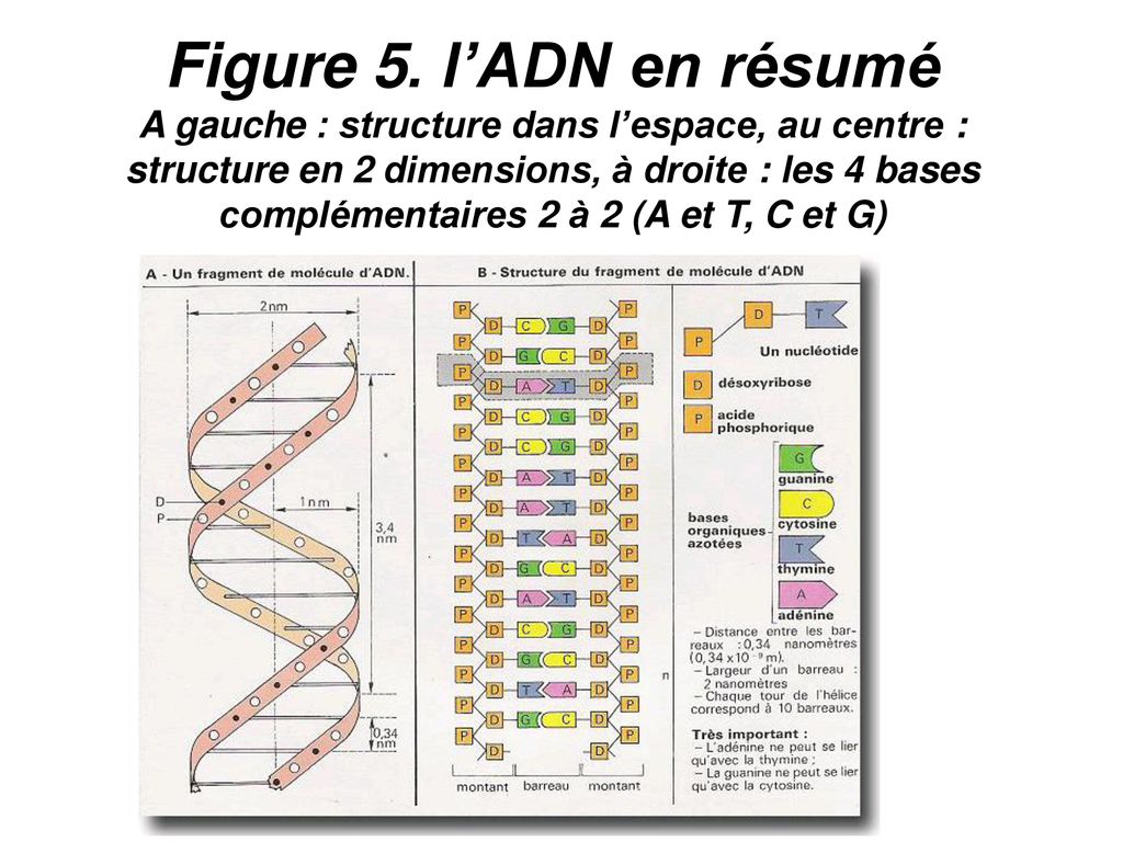 Structure de lADN ppt télécharger